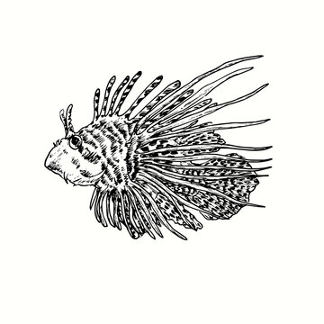 recommend clip art: The red lionfish Pterois volitans or zebrafish  side view. Ink black and white doodle drawing in woodcut outline style. Vector illustration