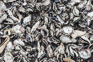 Close up of seashells