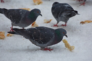 Feeding city pigeons on a snowy street.