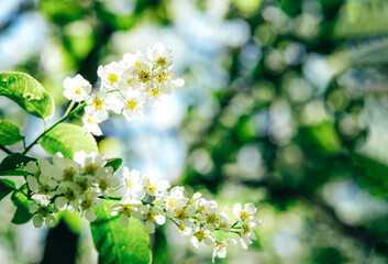 Spring flowers of white bird cherry blossom.
