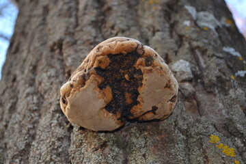 mushrooms on tree trunk