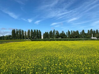 Obraz premium 北海道大学の菜の花畑