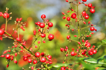 The red berry of japanese plants