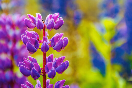 purple pink lupine blooming in the fog. close up of flowers in dew drops. beautiful nature background in summer.