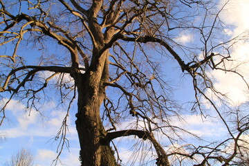 tree against sky
