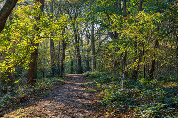 A footpath through a forest in autumn colors during a sunny autumn day in the park Ockenburg in The Hague