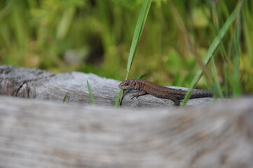 lizard on a rock