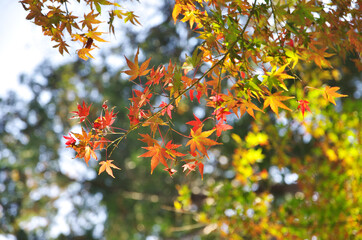 The colored leaves of autumn