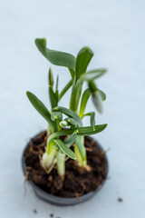 Makrofoto eines Schneeglöckchen im Blumentopf auf Schnee.