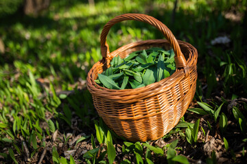 Fototapeta na wymiar Wild garlic, allium ursinum, prepared in a basket on the ground in spring woodland. Vivid green leaves of uncultivated plant harvested into wooden container in forest illuminated by morning sun.