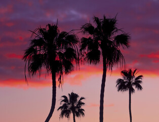 Obraz premium palm trees at sunset