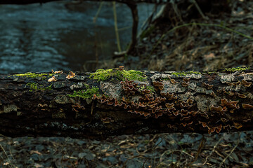 False turkey tail tee mushrooms and mosses on the birch with deep cold water on the background. 