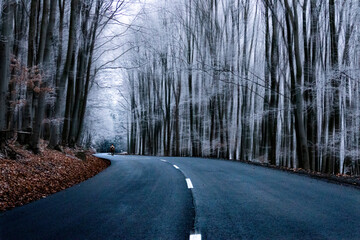 road in the woods during winter with rimy trees
