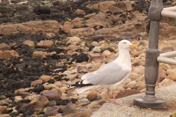 seagull on the beach
