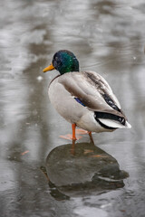 Ente am Wasser im Winter