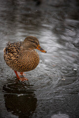 Ente am Wasser im Winter