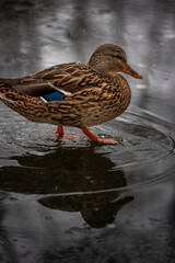 Ente am Wasser im Winter