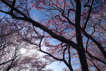 【福島】満開の三春滝桜 見上げる