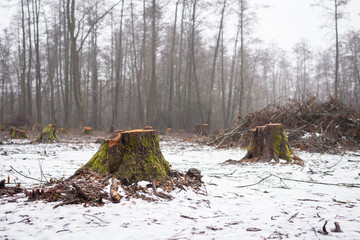 Deforestation concept. Stumps of cut trees in woodland area