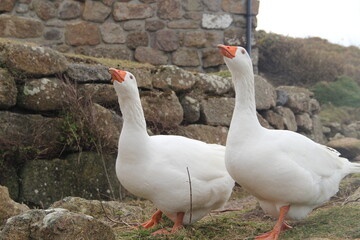 geese on the farm