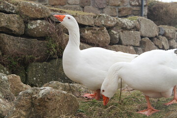 two white geese