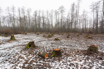 Landscape of cut area in woodland with many big stumps. Deforestation and logging concept