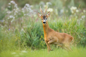 Naklejka na ściany i meble Roe deer, capreolus capreolus, buck walking on meadow in summer nature. Wild mammal with big antlers looking to the camera on fresh green grassland. Animal wildlife approaching with copy space.