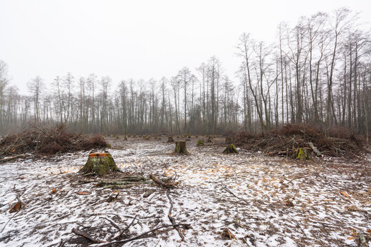 Deforested forest area in winter. Cutting trees