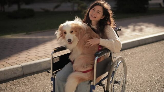 Pretty disabled invalid asian girl sitting on wheelchair and petting a guide dog while riding on outdoors. Border collie