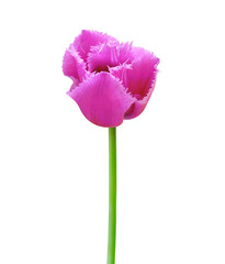 Tulip flower isolated on white background. Useful for beautiful floral design on holiday like 8 March (International Women day), Mother's day gift card, Easter