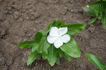 Single white flower of Catharanthus roseus in May