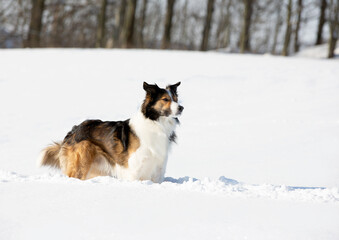 Border Collie im Winter