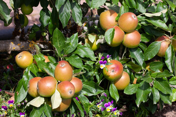 Malus domestica 'Meridian' red apples close up of an apple fruit bearing tree branch during the autumn fall harvest season in October, stock photo image