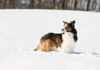 Border Collie im Winter