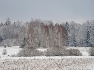 Piękna białowieska puszcza zimą