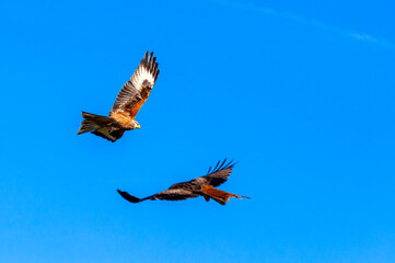 Red Kite (Milvus milvus) raptor bird of prey in flight at the feeding centre in South Wales with a blue sky, stock photo image