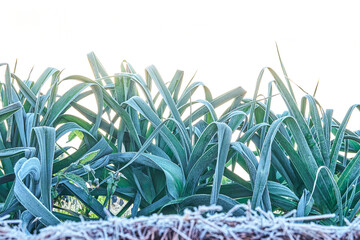 Green leek covered with fresh white hoarfrost growing on garden meadow in cold early autumn morning...