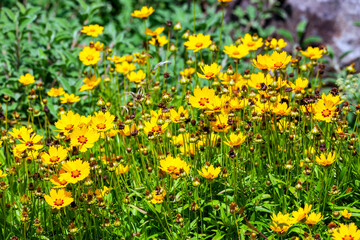 Fototapeta premium Coreopsis lanceolata 'Sterntaler' a summer flowering plant with yellow summertime flower from June until September and commonly known as tickseed, stock photo image