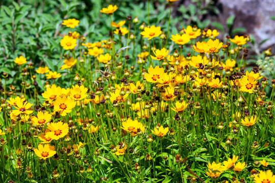 Coreopsis lanceolata 'Sterntaler' a summer flowering plant with yellow summertime flower from June until September and commonly known as tickseed, stock photo image
