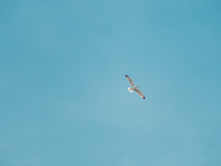 Single isolated white bird seagull flying with wide spread wings.