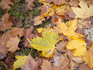 Hojas y naturaleza en otoño en el bosque