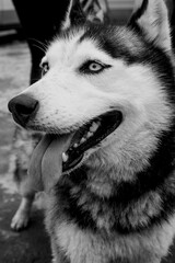 Black and white husky photo