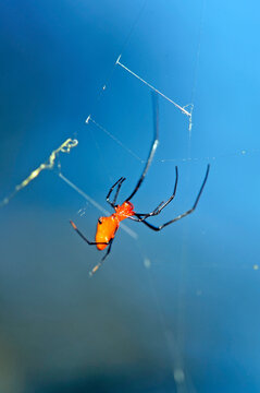 Diebsspinne // red and silver dewdrop spider (Argyrodes flavescens) - Sri Lanka