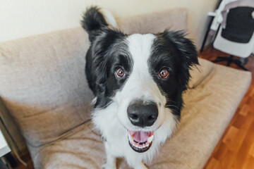 Funny portrait of cute puppy dog border collie on couch. New lovely member of family little dog looking happy and exited, playing at home indoors. Pet care and animals concept.