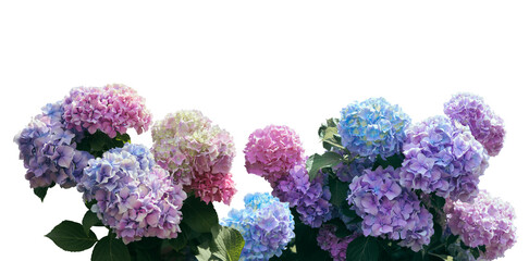 Pink, blue, lilac, violet, purple Hydrangea flower (Hydrangea macrophylla) isolated o a white background with clipping path