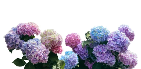 Afwasbaar fotobehang Pink, blue, lilac, violet, purple Hydrangea flower (Hydrangea macrophylla) isolated o a white background with clipping path © Liudmila