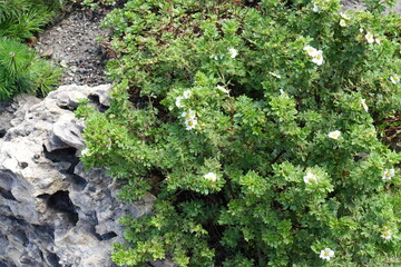 Multiple white flowers in the leafage of Dasiphora fruticosa in July