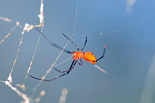 Diebsspinne // red and silver dewdrop spider (Argyrodes flavescens) - Sri Lanka