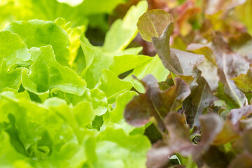 Close up hydroponic plants in vegetable garden farm in home. Green and red oak lettuces leafs in organic modern farm. Growing vegetable in the plastic tray. Healthy and quality in smart agricultural