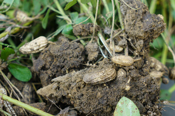 Peanuts that have just been dug out of the ground